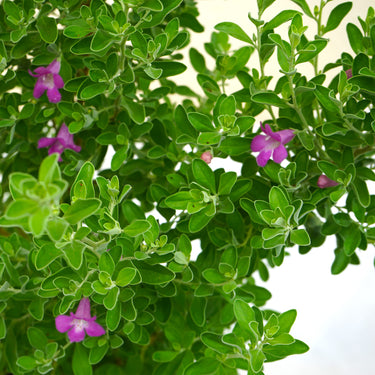 Leucophyllum frutescens – Texas Sage